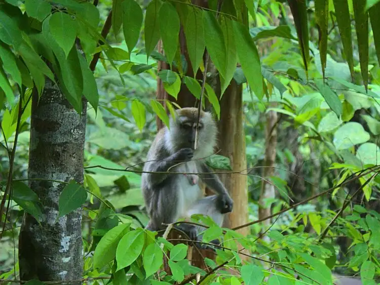 Amazing Kinabatangan Wildlife Cruise Tour from Sandakan